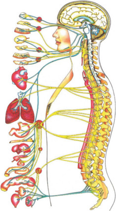 Spinal Nervensystem; Chiropraktik Bokelmann in Edewecht